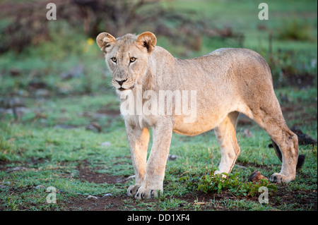 Lion (Panthero leo), Madikwe Game Reserve, South Africa Stock Photo