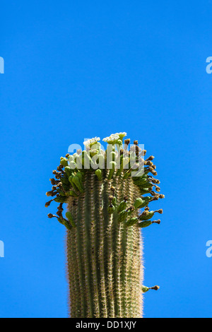 Flowering Saguaro cactus, Saguaro National Park West, Tucson, Arizona, USA Stock Photo