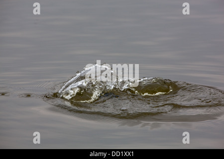 North American Ruddy Duck (Oxyura jamaicensis). Kick back splash from a bird that has just submerged below water surface. Stock Photo