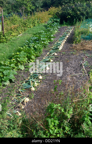 Onions drying on an allotment, UK Stock Photo