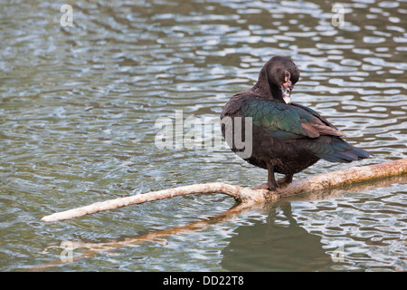 Muscovy Duck (Cairina moschata). Preening. Ancestral colour form of domesticated farmyard breed. Stock Photo