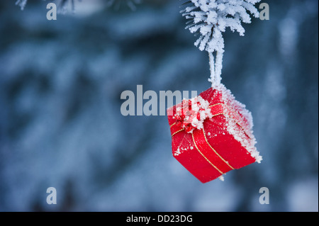 Frosty Small Gift Hanging From A Tree; St. Albert, Alberta, Canada Stock Photo