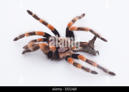 Mexican Red-kneed Tarantula Spider (Brachypelma smithi). Shed, moulted skin or exo-skeleton. Head end left. Stock Photo