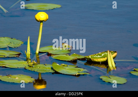 Nuphar lutea, Yellow Water-lily Stock Photo