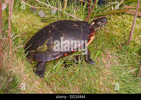 Midland Painted Turtle (Chrysemys picta marginata). Adult female. Distribution, northern Alabama to Michigan Ontario New England Stock Photo