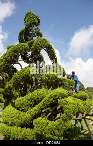 Pearl Fryar without any horticultural experience turned discarded plants into an amazing topiary wonderland in his former corn field in a tiny village in rural South Carolina. Stock Photo