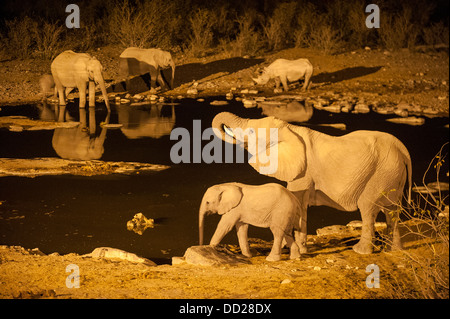Elephant herd (Loxodonta africana) drinking at night at the Halali waterhole, Etosha Nationalpark, Namibia
