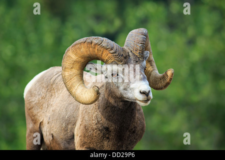 Bighorn Sheep Ram (Ovis canadensis), Banff National Park, Alberta, Canada Stock Photo