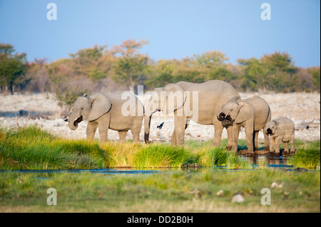 Female elephants (Loxodonta africana) and calfdrinking at Rietfontein waterhole in Etosha Nationalpark, Namibia Stock Photo