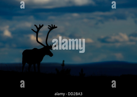 Silhouette of a male reindeer with velvet antlers in Swedish Lapland Stock Photo