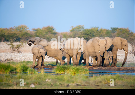 Group of elephants (Loxodonta africana) drinking at Rietfontein waterhole in Etosha Nationalpark, Namibia Stock Photo