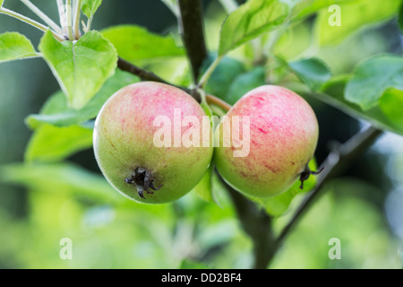 Two rosy 'Charles Ross' eating apples growing and ripening on an apple tree in late summer / early autumn in southern England Stock Photo