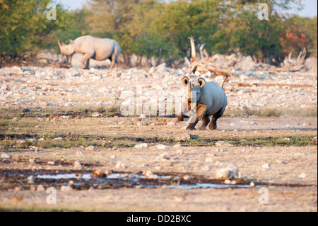 Two Black rhinos (Diceros bicornis) one charging at Rietfontein waterhole in Etosha Nationalpark, Namibia