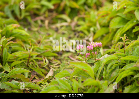 Common Centaury, Centaurium erythraea, in bud Stock Photo