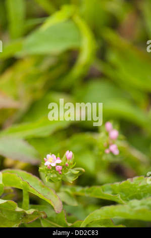 Common Centaury, Centaurium erythraea Stock Photo