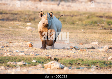 Black rhino (Diceros bicornis) charging, Rietfontein waterhole in Etosha Nationalpark, Namibia Stock Photo