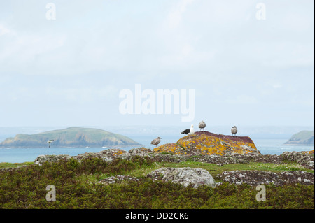 Greater Black-backed Gull, Larus marinus, with young, Skokholm Island, South Pembrokeshire, Wales, United Kingdom Stock Photo