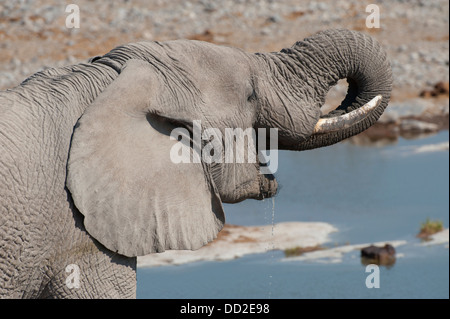 Portrait of an elephant bull (Loxodonta africana) drinking at Halali waterhole, Etosha Nationalpark, Namibia