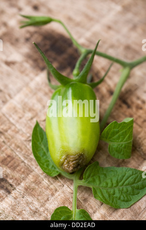 Lycopersicon esculentum. Pomodoro tomato showing signs of blossom end rot developing, on a pot grown plant. Stock Photo