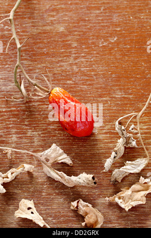 dried cherry tomato on wooden background Stock Photo