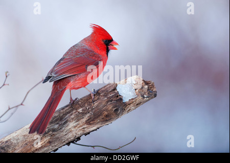 Northern cardinal in winter setting Stock Photo