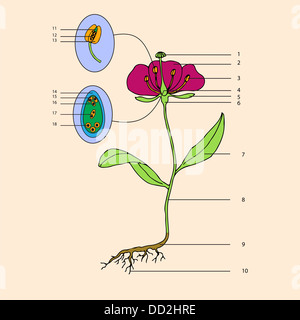 botanic, educational illustration Stock Photo