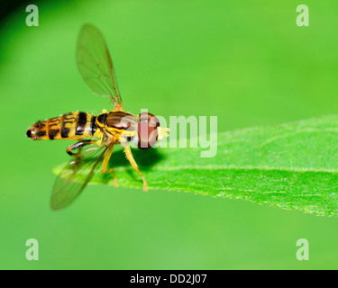 Hover-fly perched on a green leaf. Stock Photo