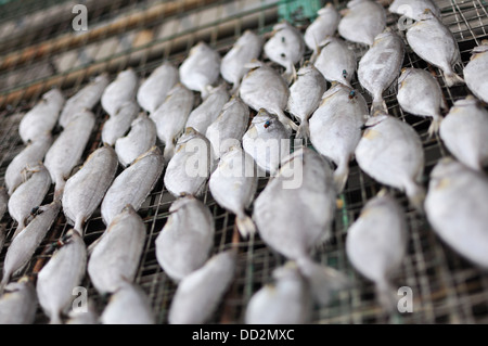 Lots of small fish on a grill. Stock Photo