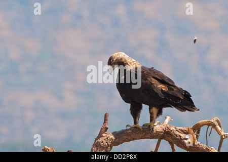 Male Spanish Imperial Eagle (Aquila adalberti) perched in a tree near the Burguillo lake, in the Iruelas Valley, Gredos, Spain. Stock Photo