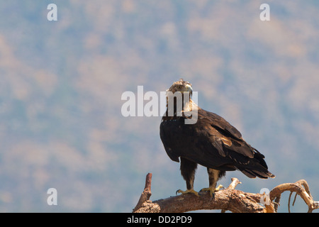 Male Spanish Imperial Eagle (Aquila adalberti) perched in a tree near the Burguillo lake, in the Iruelas Valley, Gredos, Spain. Stock Photo