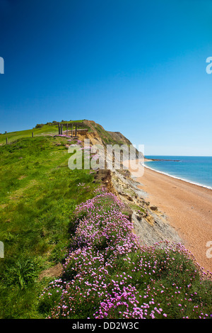 Looking east from Seatown beach along the SW Coastal Path towards East Ebb Point, Dorset, England, UK Stock Photo