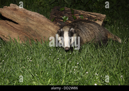 Eurasian badger meles meles foraging for food Stock Photo