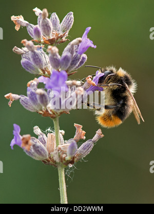 Buff- Tailed Bumble Bee-Bombus terrestris feeding on English Lavender-Lavandula. Summer. Uk Stock Photo