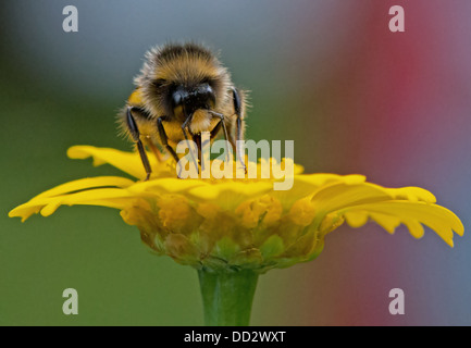 Buff- Tailed Bumble Bee-Bombus terrestris feeding on wild yellow flowers. Summer. Uk Stock Photo