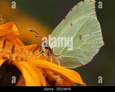 European  Common Brimstone-butterfly (Gonepteryx rhamni) foraging on a variety of different flowers Stock Photo