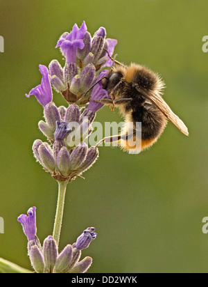 Buff- Tailed Bumble Bee-Bombus terrestris feeding on English Lavender-Lavandula. Summer. Uk Stock Photo