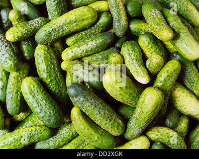 Pile of fresh green cucumbers shot from above Stock Photo