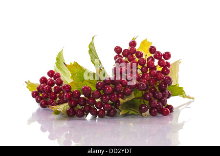 ripe red viburnum on a white background Stock Photo