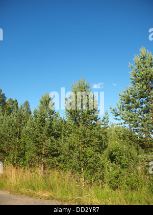 Wood in the spring. Karelia, Russia Stock Photo