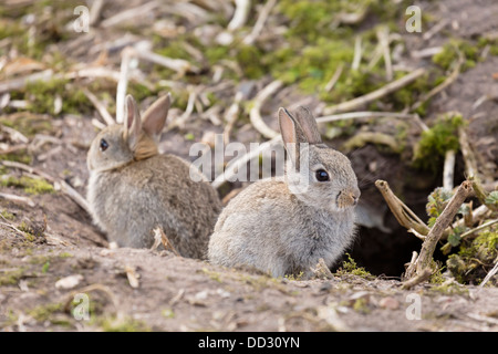 Wild Baby Rabbit Family (Oryctolagus cuniculus) in grass near to warren ...