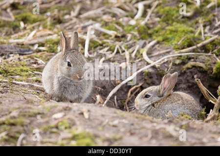 Two baby wild European rabbits sit outside their burrow at a rabbit warren in the UK Stock Photo
