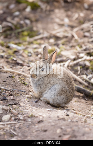 Young wild common rabbit Oryctolagus cuniculus sits in the open at a rabbit warren in England Stock Photo