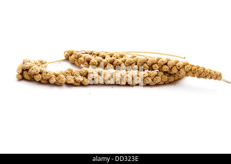 birds millet on white background Stock Photo