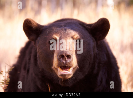 American Black Bear stare, Captive. Bozeman, Montana, USA Stock Photo