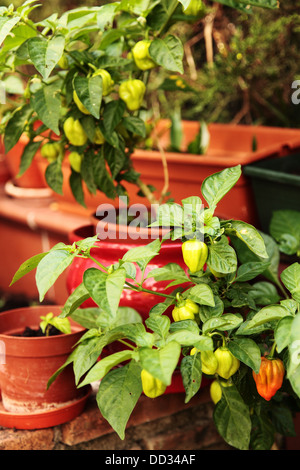 Red hot scotch bonnet chilli plants in pots in garden Stock Photo