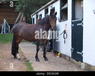 Horse outside stable, UK 2013 Stock Photo