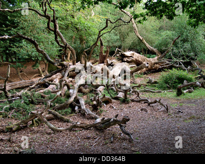 Fallen tree decaying in forest, New Forest, Hampshire, UK 2013 Stock Photo