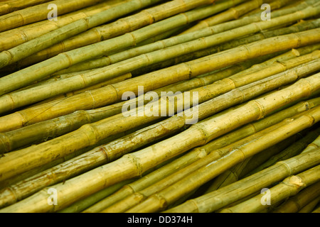 Bamboo trunks prepared for building. India Stock Photo