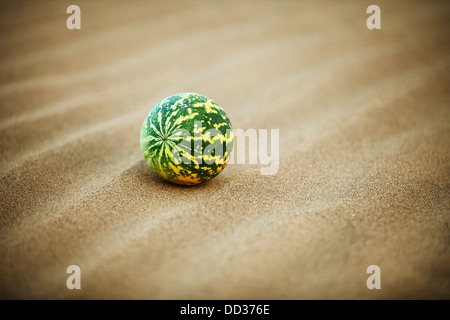 Desert melon (Citrullus colocynthis) on sand in indian desert dunes Stock Photo