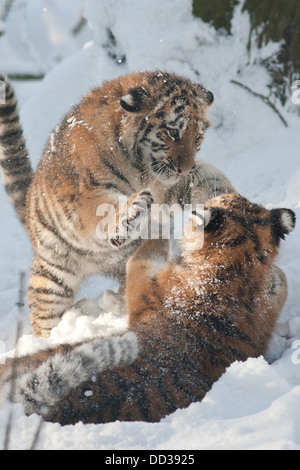 Captive Amur Tigers (Panthera tigris altaica) Stock Photo